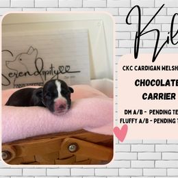 Kili - Black and white Cardigan Welsh Corgi puppy in Westminster, Maryland from Serendipity Corgi's