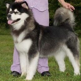 Ella - Alaskan Malamute