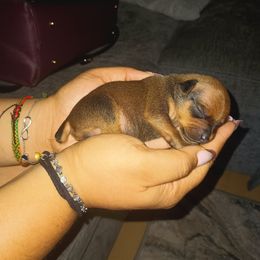 Boy 1 - Fawn (isabella) stag red male Miniature Pinscher puppy in Roseville, Michigan from Nicole Anderson