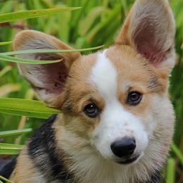 Collies and Pembroke Welsh Corgis from Terry Hansen's Collies & Corgis