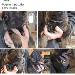Female 2500 - Sable female German Shepherd puppy in Buckfield, Maine from Levesques German Shepherds