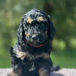 Aria - Phantom female Goldendoodle puppy in Sanderson, Florida from Serenity Goldendoodles