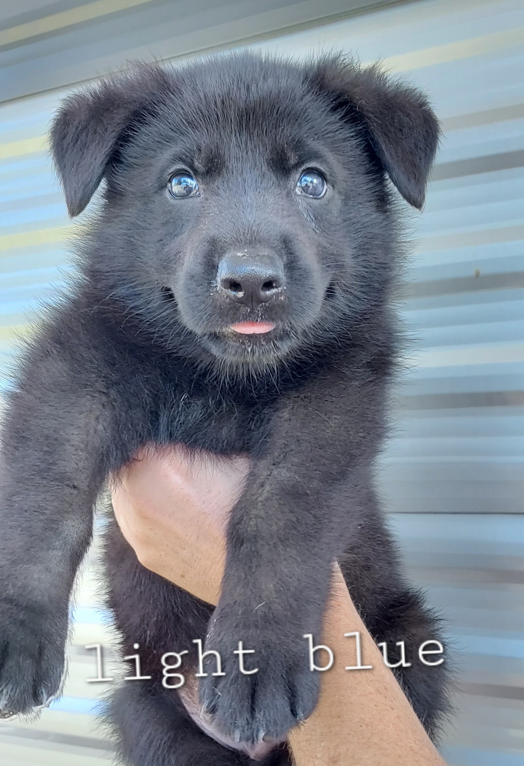 German Shepherd Puppies from Hanson Hill Farm, LLC