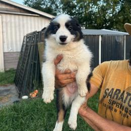 Cactus - Black tri male Toy Australian Shepherd puppy in Needham, Indiana from Tiny Toy Aussies