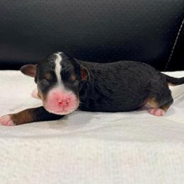 Puppy One - Tri-color male Bernedoodle puppy in Rock Hill, South Carolina from LolliPop Farms