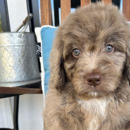 Boy 1 - Merle Bernedoodle puppy in Macon County, North Carolina from Mountain Doodles