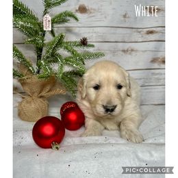 Golden Retriever Puppies from Castle Country Companions