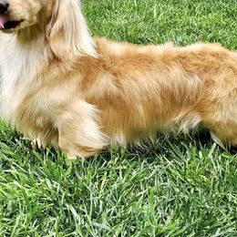 Dachshund Puppies from Forever home dachshunds