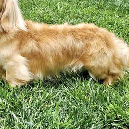 Dachshund Puppies from Forever home dachshunds