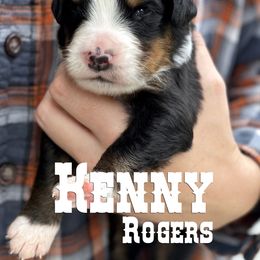 Bernese Mountain Dog Puppies from Faith and Family Farm