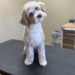 Ellie - Aussiedoodle