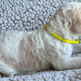 Girl 2 - Parti Goldendoodle puppy in Christiana, Tennessee from Rechlicz Family Doodles