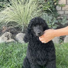 Poodles from Savicah Poodles