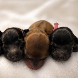 Shimmer - Dapple female Dachshund puppy in Lubbock, Texas from Wagging Tails