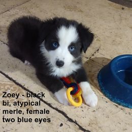 Miniature Australian Shepherd Puppies from Midnitestar Aussies and Training