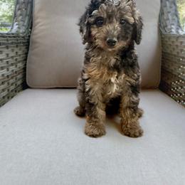 Rosie - Merle female Cavapoo puppy in Goldsboro, North Carolina from The Grantham House