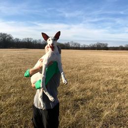 Ibizan Hound Puppies from L-Wynd / DavaL-Wynd Ibizans
