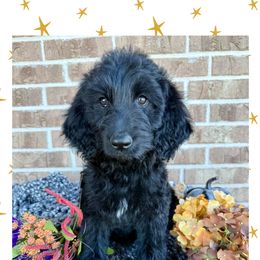 Miriam - Black female Goldendoodle puppy in Caddo Mills, Texas from Fire Wife Doodles