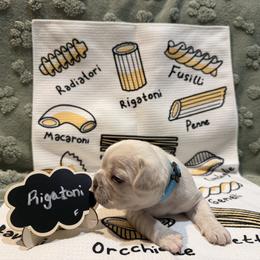 French Bulldog Puppies from Famiglia Frenchies