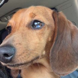 Dachshunds from PawHaus Longdogs