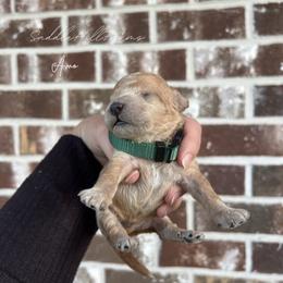 Ammo - Apricot male Goldendoodle puppy in Rienzi, Mississippi from Saddle Hill Farms