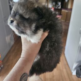 Pomeranian Puppies from Tracy's Pomeranians