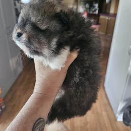 Pomeranian Puppies from Tracy's Pomeranians