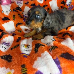 Spotty - Dapple male Dachshund puppy in Lake City, Florida from My Ditzy Doxies of Florida
