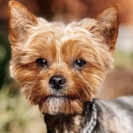 Yorkshire Terriers from Salas Yorkies NV