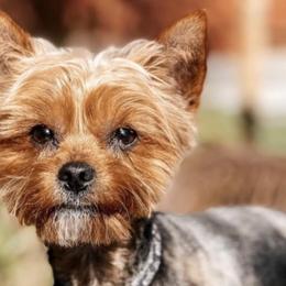 Yorkshire Terriers from Salas Yorkies NV