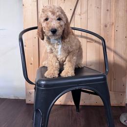 Gray Female- MiniGoldendoodle - Apricot female Goldendoodle puppy in Piedmont, South Carolina from The Farm at Saluda Ridge