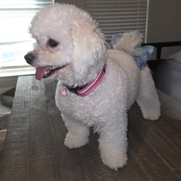 Ellie May - Bichon Frise