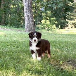 Australian Shepherd Puppies from HomeGrown Aussies