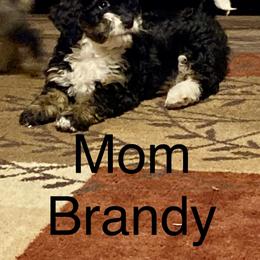 Bernedoodle puppies from WS Doodles