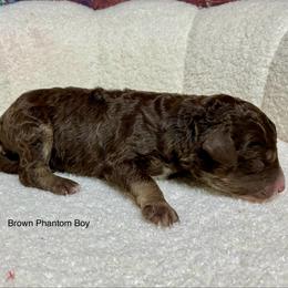 Brown phantom - male Australian Mountain Doodle puppy in Blue Springs, Missouri from Jeanie’s Doodles