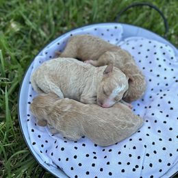 Sheepadoodle Puppies from Sarah Pearl’s Mini Sheepadoodles