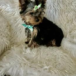 Small boy - Blue and gold male Yorkshire Terrier puppy in Darrington, Washington from Seven Cedars Yorkies