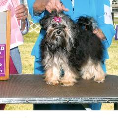 Russian Tsvetnaya Bolonkas from Debby's Bolonkas