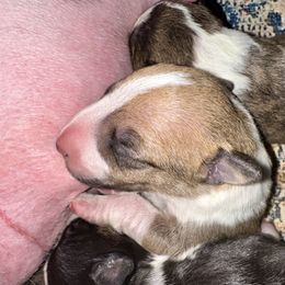Elsa - Red and white female Bull Terrier puppy in Springfield, Ohio from Lynn Hill Bull Terriers