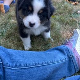 Australian Shepherd and Golden Retriever Puppies from Barking Creek Ranch