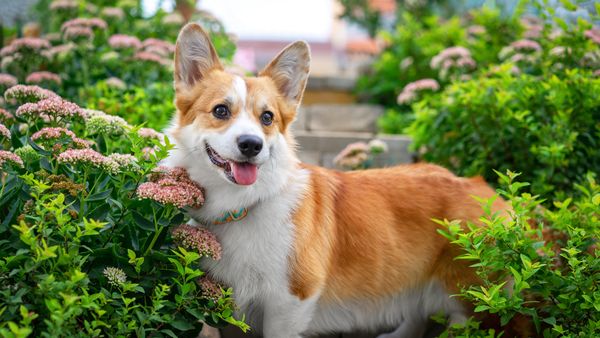 Find Pembroke Welsh Corgi puppies for sale near El Monte, CA