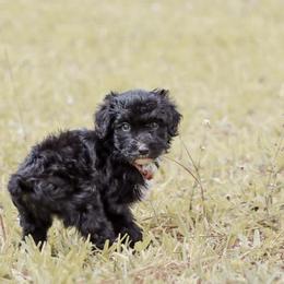 American Bully, Bernedoodle, Poodle, Sheepadoodle, and Whoodle Puppies from Wonderland’s Boujie Kennels