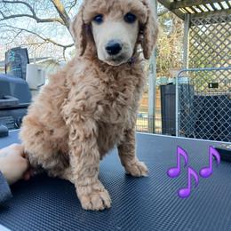 Purple - Apricot female Poodle puppy in Big Rapids, Michigan from Meeker's Ridge Standard Poodles