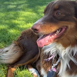 MONROE - Australian Shepherd