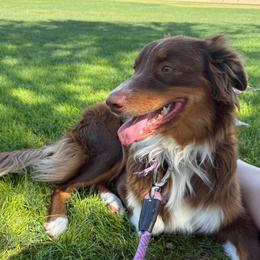MONROE - Australian Shepherd