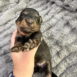 Black and Cream 4000 Male LH Orange - Black and cream male Dachshund puppy in Fenton, Michigan from Always Darling Dachshunds