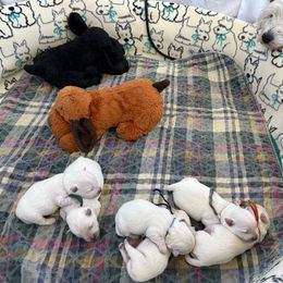 Pumpkin (Orange Collar) - White female West Highland White Terrier puppy in Central Ohio from Winchester West Highlands