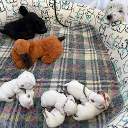 Pumpkin (Orange Collar) - White female West Highland White Terrier puppy in Central Ohio from Winchester West Highlands