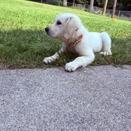 Golden Retriever Puppies from Nina's Golden hour