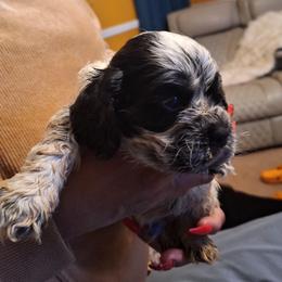 Boy 2 - Blue roan and tan male Cocker Spaniel puppy in Sparta, Georgia from Mekas Cocker Spaniel